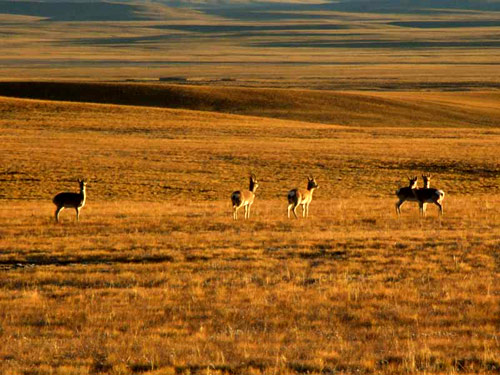 �ɿ�����